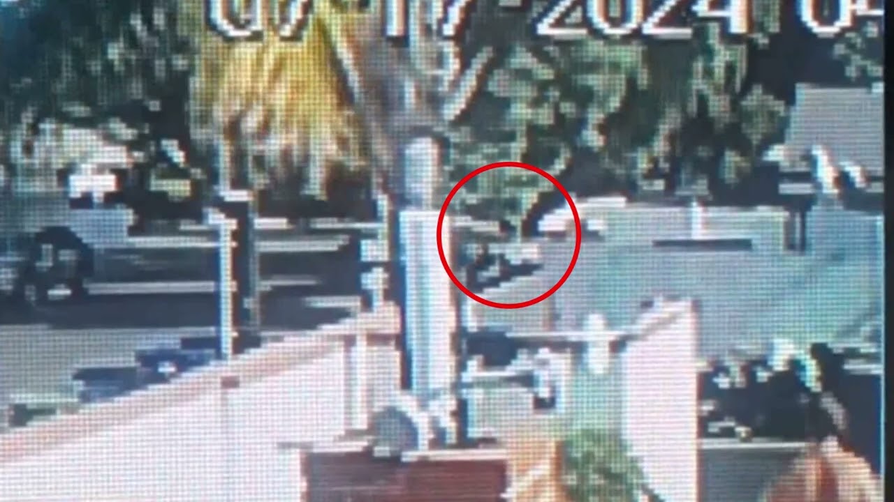 UPS Delivery Kills Beloved Family Dog in Los Angeles