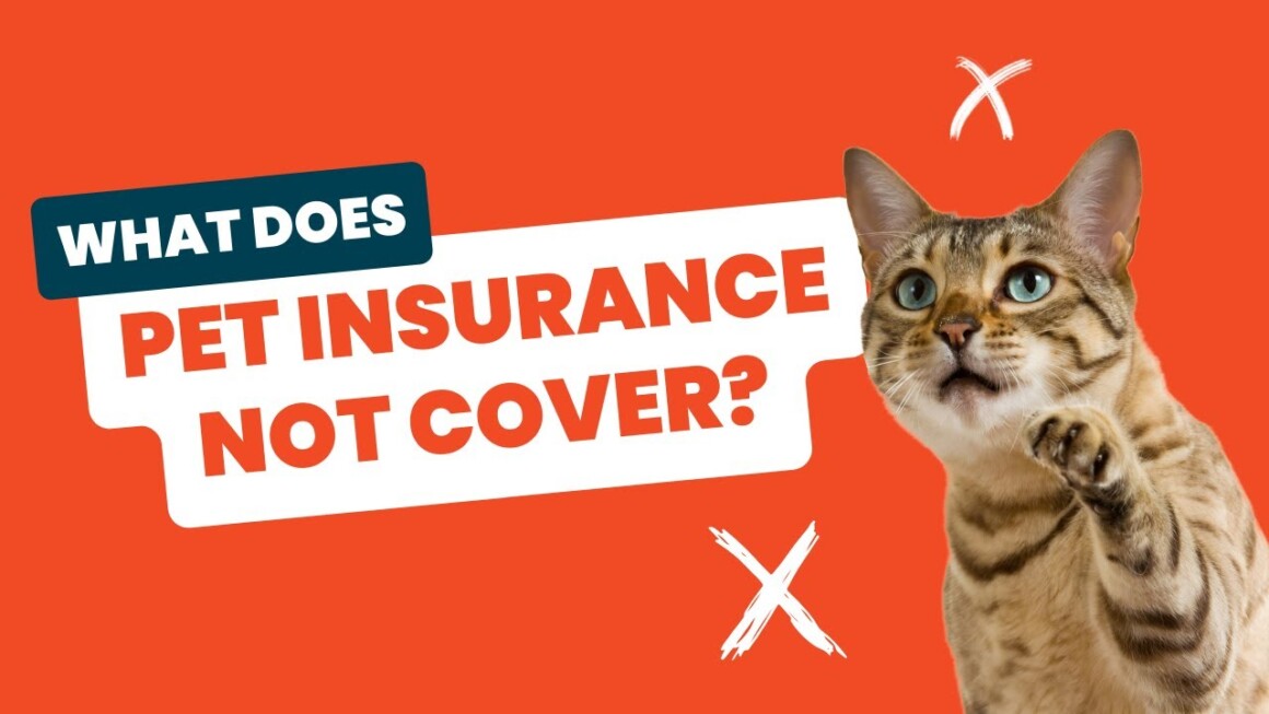 Benefits of Pet Insurance for cats