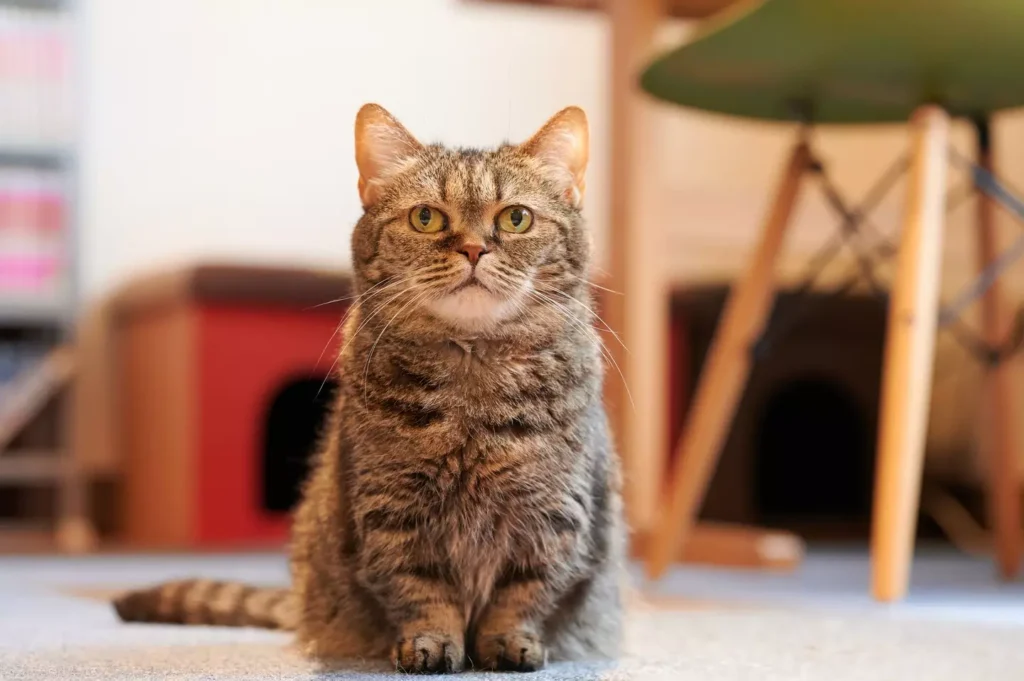 They also have the short legs from Munchkin cats 