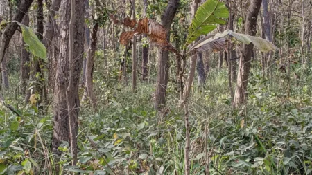 tiger in jungle IQ test