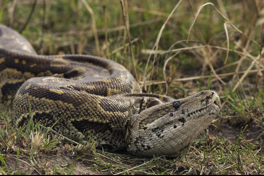 A python swallowed a woman whole in Indonesia.