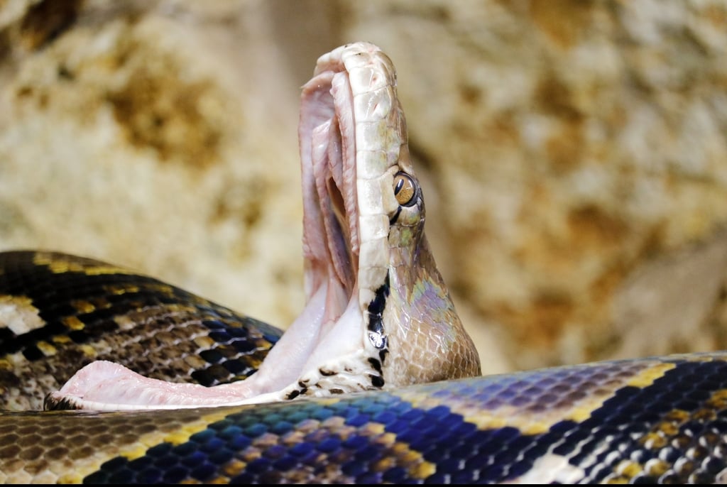 Pythons swallow their victims whole due to their expanding mouths.