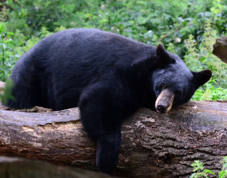 Hunter Dies After Bear Shot from Tree Falls on Him